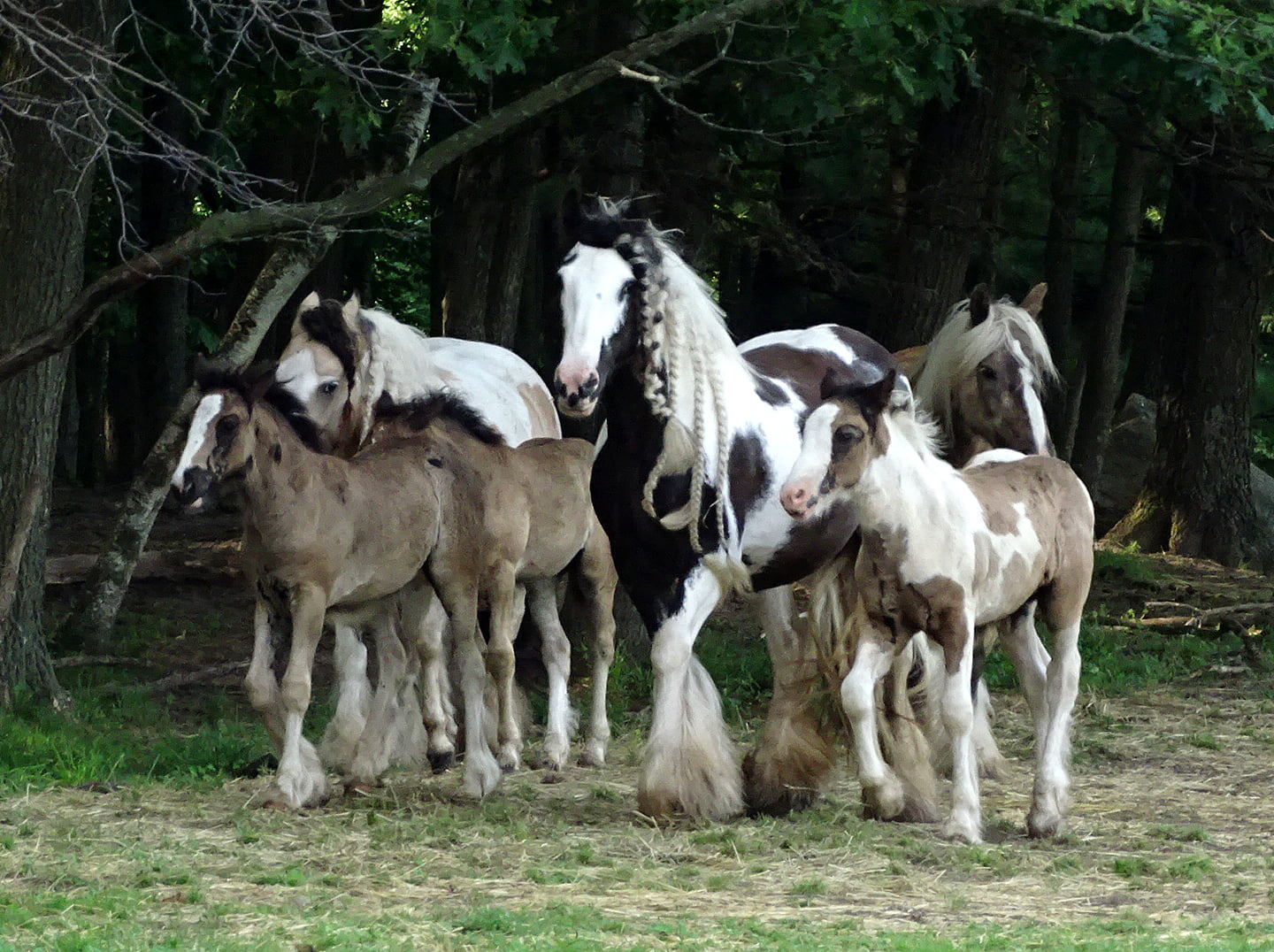 Gypsy mares and foals @Feathered Gold Stables